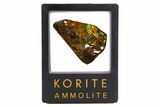 Iridescent Ammolite (Fossil Ammonite Shell) - Rainbow Colored #316775-1